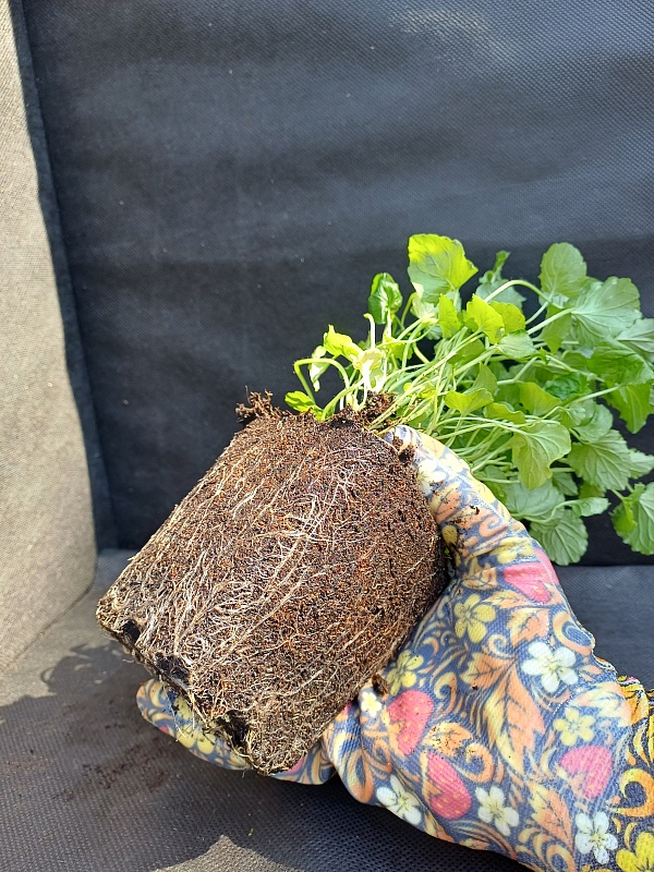 Колокольчик скученный синий 1 шт Р9